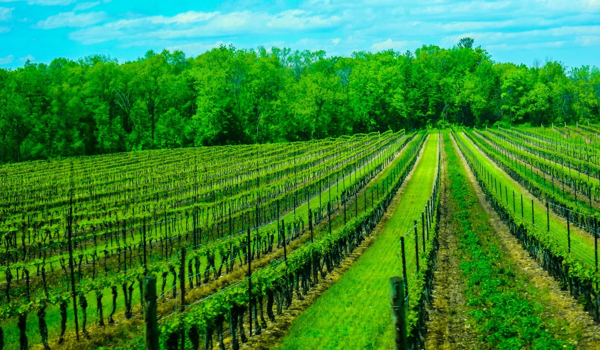 Vineyard rows in Niagara wine country near St. Catharines